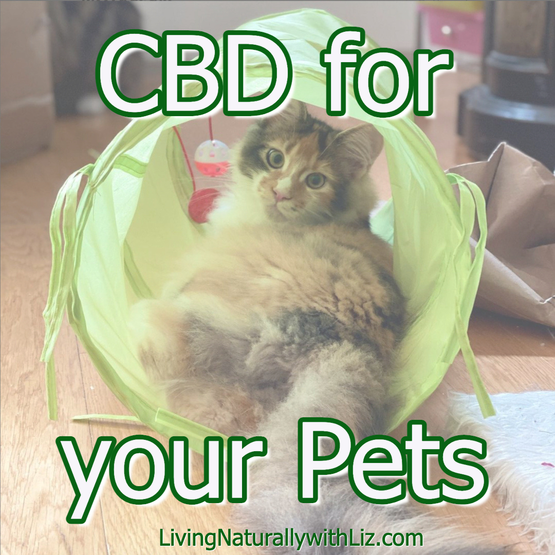 CBD for your Pets